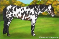 Horse Color:Brown Appaloosa 