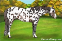 Horse Color:Brown Sabino Near Leopard  and Buckskin Sabino Splash Blanket 