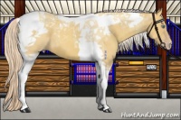 Horse Color:Gold Cream Champagne Tobiano 