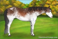 Horse Color:White Spotted Bay Sabino Splash Appaloosa 