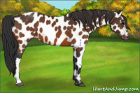 Horse Color:Bay Appaloosa 