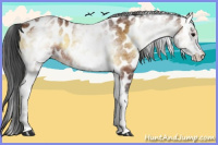 Horse Color:White Spotted Bay Onyx Leopard 