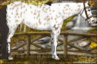 Horse Color:Liver Red Dun Roan Appaloosa