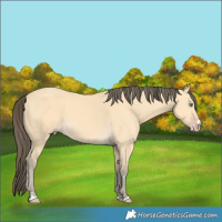 Horse Color:Amber Cream Champagne 