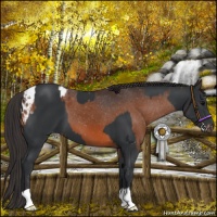 Horse Color:Black  and Bay Appaloosa 