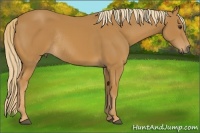 Horse Color:Chestnut Rabicano 