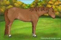 Horse Color:Chestnut Rabicano
