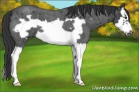 Horse Color:Blue Roan Splash Frame 
