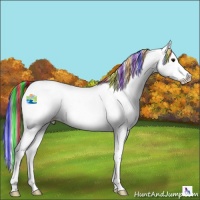 Horse Color:Painted White Spotted Bay Splash Appaloosa 