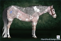 Horse Color:White Spotted Black Ice Splash 