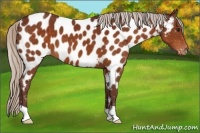 Horse Color:Chocolate Silver Brown Near Leopard 