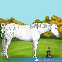 Horse Color:Chocolate Black Appaloosa 