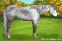 Horse Color:Gray Black 