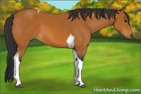Horse Color:Bay Tobiano