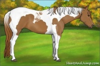 Horse Color:Chestnut Tobiano