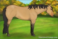 Horse Color:Bay Dun
