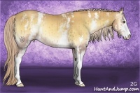 Horse Color:White Spotted Gold Cream Champagne Onyx Sabino Rabicano 