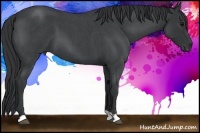 Horse Color:Blue Roan