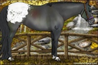 Horse Color:Black Appaloosa