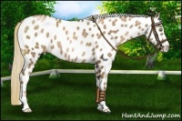 Horse Color:Liver Chestnut Pearl Sabino Appaloosa Rabicano