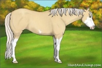 Horse Color:Silver Classic Champagne Dun Splash Frame 