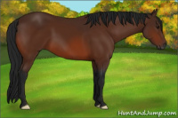 Horse Color:Gray Bay 