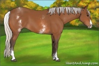 Horse Color:White Spotted Silver Bay Splash