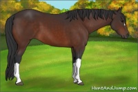 Horse Color:Bay 