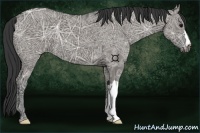 Horse Color:Grullo Ice