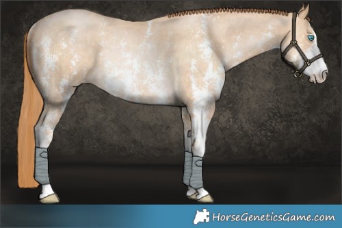 Horse Color:Buckskin Pearl Sabino Rabicano 