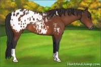 Horse Color:Bay Appaloosa