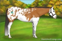 Horse Color:Bay Splash Appaloosa 