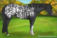 Horse Color:Black  and Black Blanket 