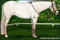 Horse Color:Chocolate Palomino Roan Dun Appaloosa