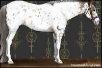 Horse Color:White Spotted Buckskin Roan Near Leopard 