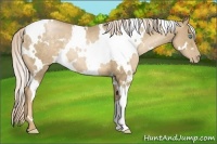 Horse Color:White Spotted Chocolate Palomino Pearl Rabicano