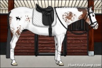Horse Color:White Spotted Brown Tobiano 