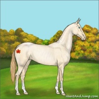 Horse Color:Buckskin Roan Pearl and Buckskin Roan Pearl