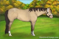 Horse Color:Amber Champagne Dun 