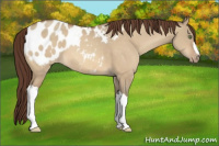 Horse Color:Sable Champagne Dun Appaloosa 