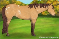 Horse Color:White Spotted Chocolate Buckskin Rabicano