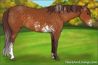 Horse Color:White Spotted Chocolate Buckskin Rabicano 