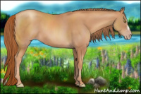 Horse Color:Gold Champagne 