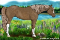 Horse Color:Chocolate Palomino 