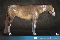 Horse Color:White Spotted Chocolate Buckskin Dun Rabicano 