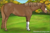 Horse Color:Chestnut 