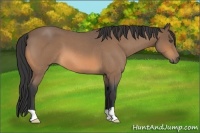 Horse Color:Buckskin Roan 