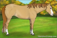 Horse Color:Red Dun Splash Rabicano 