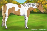 Horse Color:Chestnut Tobiano