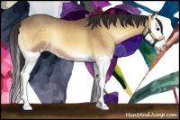 Horse Color:Buckskin Onyx Splash 